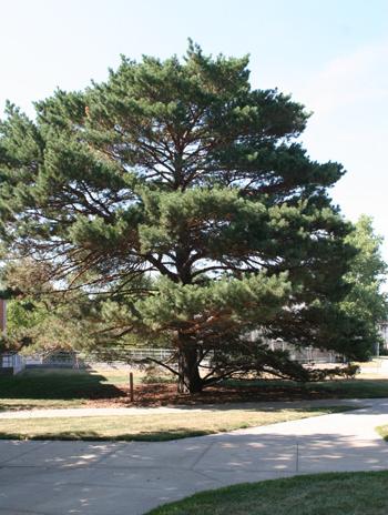 Summer - Scotch Pine