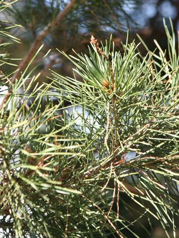 Leaf - Scotch Pine