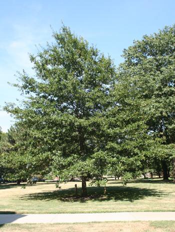  Summer - Shingle Oak