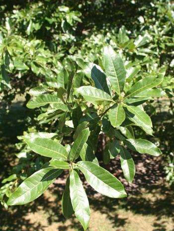 Leaf - Shingle Oak