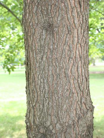 Summer '08 Bark - Shingle Oak