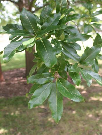 Summer '08 Leaf - Shingle Oak