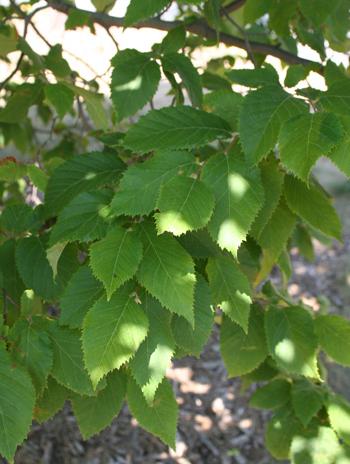 Leaf - American Hophornbeam