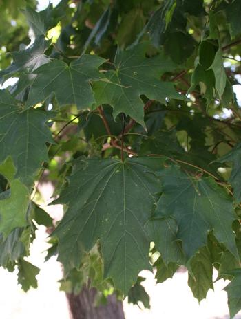 Leaf - Norway Maple