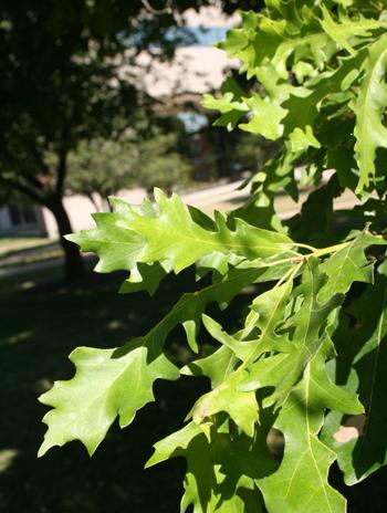 Leaf - Overcup Oak