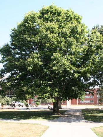Summer - Overcup Oak
