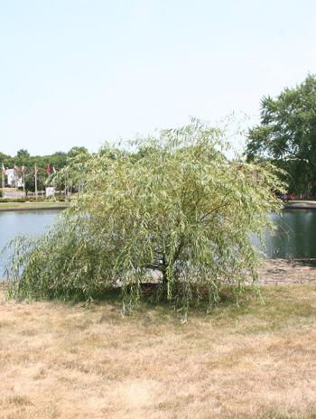  Summer - Golden Weeping Willow