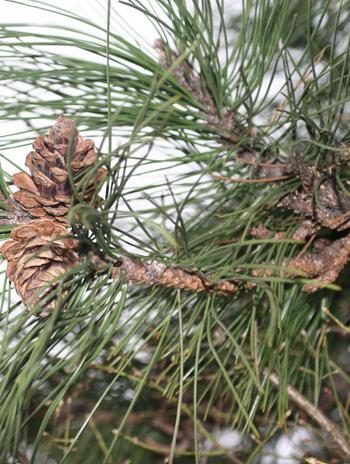 Fruit - Austrian Pine