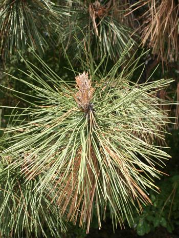 Leaf - Austrian Pine