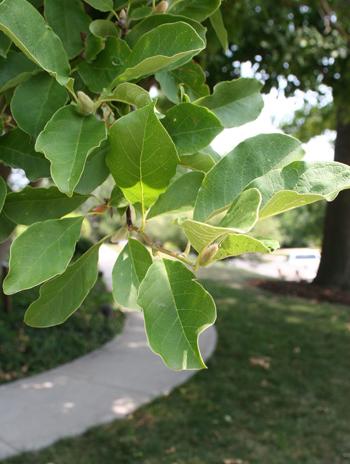 Leaf - Star Magnolia