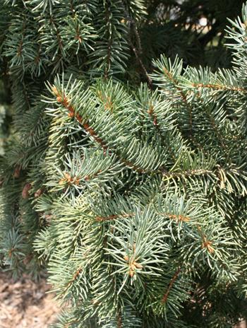 Leaf - Colorado Blue Spruce