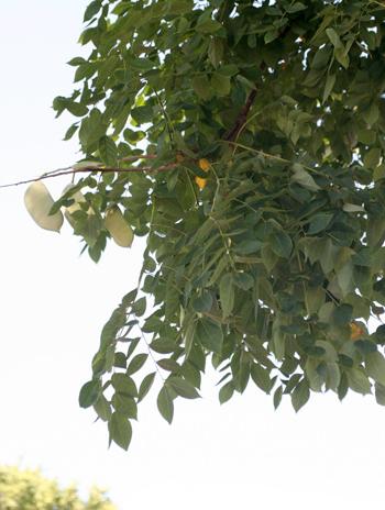 Leaf - Kentucky Coffeetree