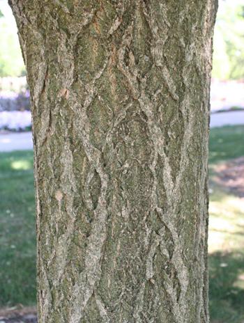 树皮-阿穆尔软木树