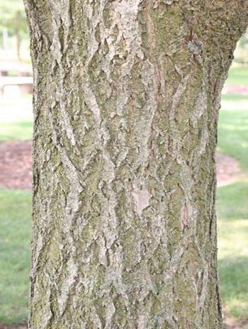 08年夏天的树皮-阿穆尔软木树