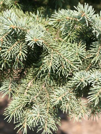 Leaf - White Spruce