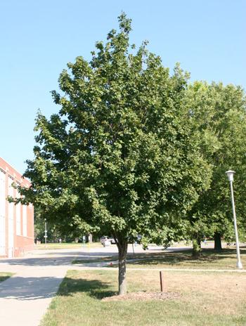 Summer - Hedge Maple