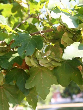 Fruit - Hedge Maple