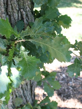Leaf - Bur Oak