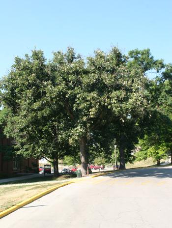 Summer - Bur Oak